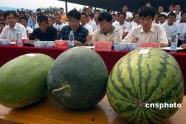 安徽网红地下室吃瓜,安徽“吃瓜”现象背后的故事